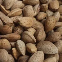 بادام درجه یک|حراج|لنگرود, |دیوار