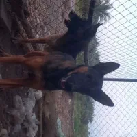 جفت مالینیوز|سگ|جیرفت, |دیوار