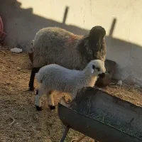 میش بره|حیوانات|رفسنجان, |دیوار