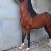 لیلاج شیر مست نوه کامران قدیری