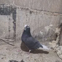 کبوتر پرشی|پرنده|نهاوند, |دیوار