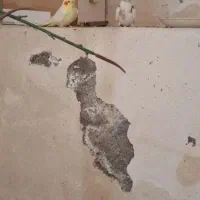 عروس هلندی