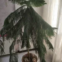 درخت کاج مطبق