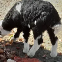 قورج|حیوانات مزرعه|ازنا, |دیوار