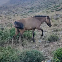 فروش اسب ماده