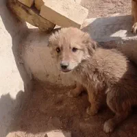 واگذاری توله سگ سرابی|سگ|یزد, |دیوار