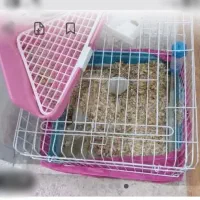 قفس خرگوش همستر خوکچه|لوازم جانبی حیوانات|مشکیندشت, |دیوار