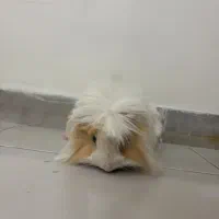 خوکچه هندی|موش و خرگوش|تهران, نارمک|دیوار