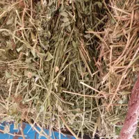 یونجه خالص|خدمات باغبانی و درختکاری|قره قوین, |دیوار