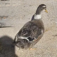 اردک جوان زیبا و سالم|حیوانات مزرعه|خمینیشهر, |دیوار