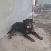 فروش سگ روتوایلر|سگ|آمل, |دیوار