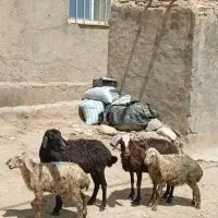 میش بره جوان