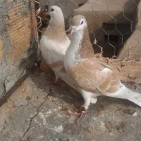 کبوتر خوب.|سگ|نیشابور, مازول|دیوار