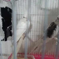 عروس لوتینوو البینو