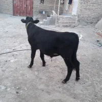 سمینتال اصل|حیوانات مزرعه|کلیبر, |دیوار