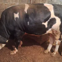 فروش یک راس گوساله نر سمینتال|حیوانات مزرعه|دینور, |دیوار