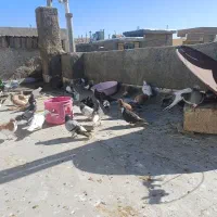 کبوتر|پرنده|شیراز, شهرک قمشه|دیوار