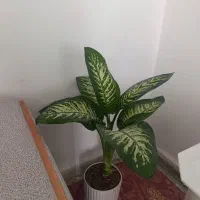 گل دیفن باخیا