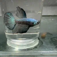 فایتر خاص پلاکت سامورایی و هافمون و..مخصوص تکثیر