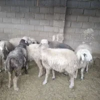 شیشک و میش ترکی|حیوانات مزرعه|شیراز, هفت تنان|دیوار