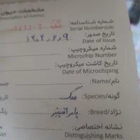 واگذارسگ ماده|سگ|باقرشهر, |دیوار