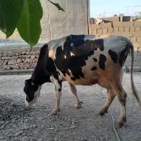 گاو هلشتاین