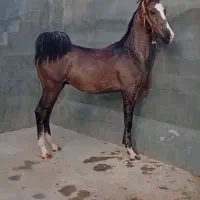 نریان درجه یک کره تهمتن بااصل و نسب