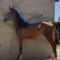 اسب دره شور