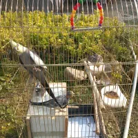 عروس هلندی|پرنده|تنکابن, |دیوار