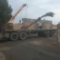 نخل لاکچری|گل و گیاه طبیعی|فولادشهر, فولادشهر|دیوار