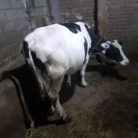 گاو ابستن شیری|حیوانات مزرعه|نیر (اردبیل), |دیوار