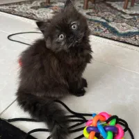 گربه خوشگل و شیطون|گربه|رشت, کوی مهر|دیوار