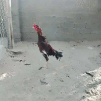 سه عدد خروس