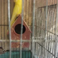 مرغ عشق|پرنده|قم, عمار یاسر|دیوار