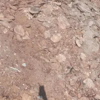 پهن گوسفند|حیوانات مزرعه|انزل, |دیوار