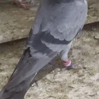 پرنده کله سبز