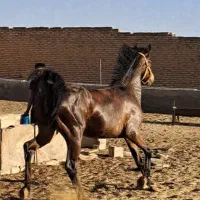 کره نریان کرد|اسب و تجهیزات اسب‌سواری|شراء, |دیوار