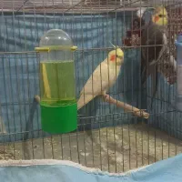 دو جفت عروس هلندی مولد بازیگوش و جذاب