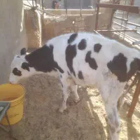 گوساله.گاو|حیوانات مزرعه|برخوار, |دیوار