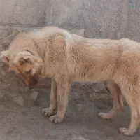 سگ سرابی نر ۱۱ماهه|سگ|خلخال, |دیوار