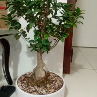 گل بونسای یاجیسینگ