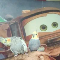 عروس هلندی جفت