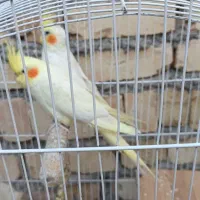 دو جفت عروس هلندی لوتینو|پرنده|میانه, |دیوار