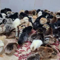 جوجه محلی اصل