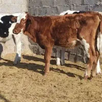 استخدام کارگر دامداری