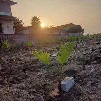 فضای سبز پالم|خدمات باغبانی و درختکاری|دابودشت, |دیوار