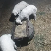 سلام ۳عدد بره۱نروماده ۲ عدد جفت ۱۵۰ قمیت