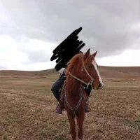 اسب عرب دره‌شوری|اسب و تجهیزات اسب‌سواری|بیرانوند, |دیوار