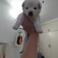 سگ شیتزو پامر