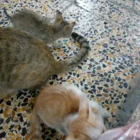 واگذاری گربه رایگان